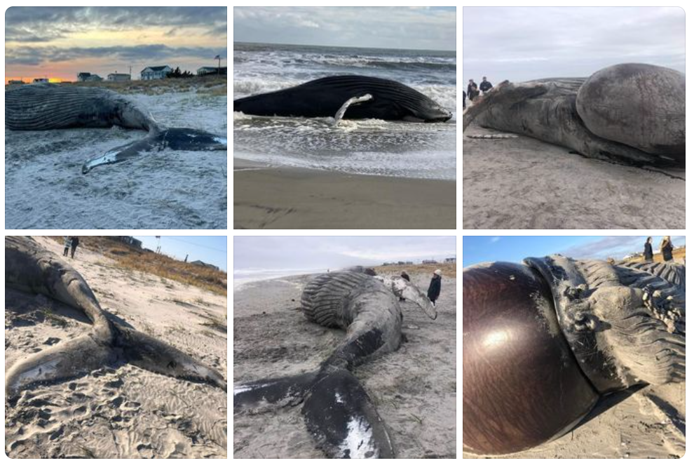 dead-whale-washes-up-on-new-jersey-beach