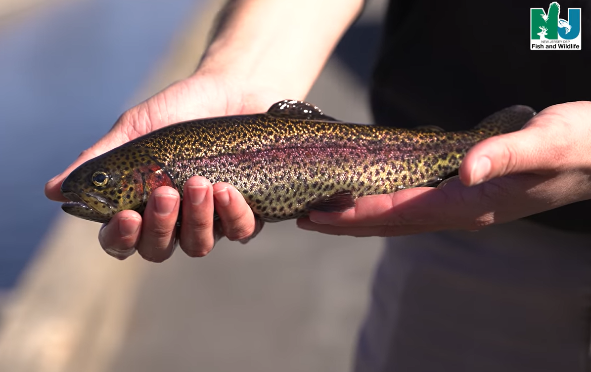 Trout Season in New Jersey NJN